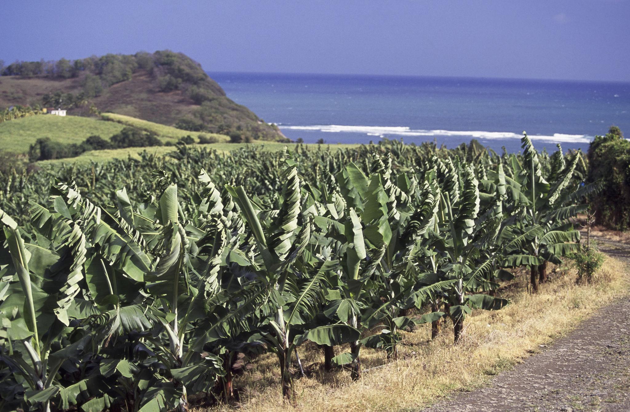 Notre collaboration avec la Maison Duval