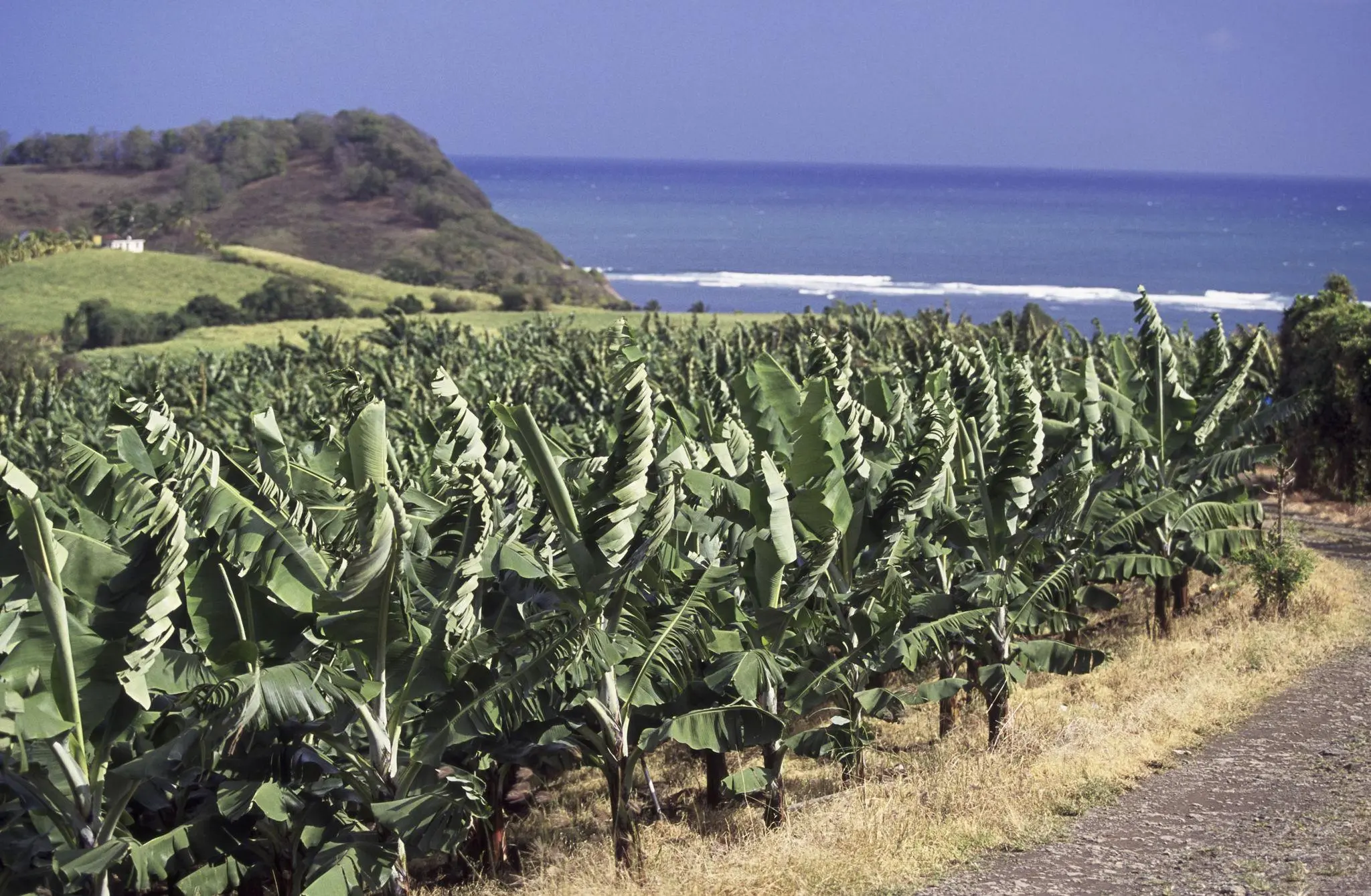 Arrivée du lin de Normandie : une fibre d'exception